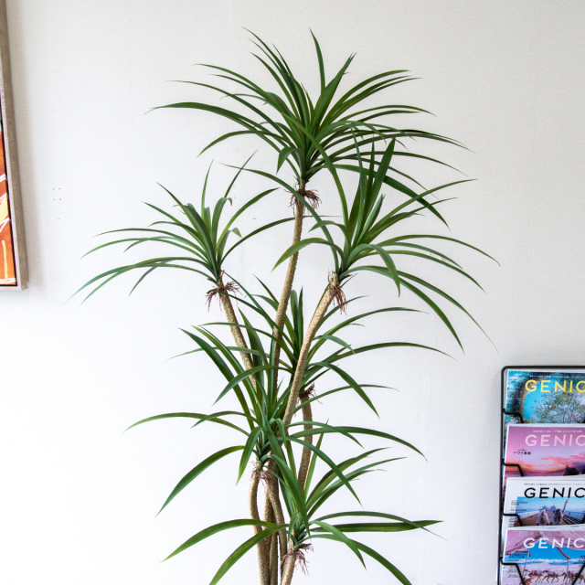 人工 観葉植物 フェイク グリーン ユッカポット H約120cm 店舗 装飾