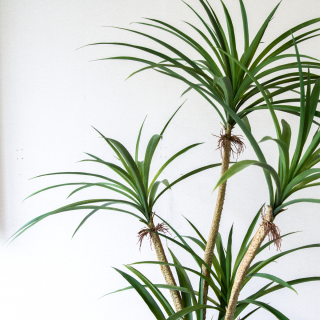 人工 観葉植物 フェイク グリーン ユッカポット H約120cm 店舗 装飾