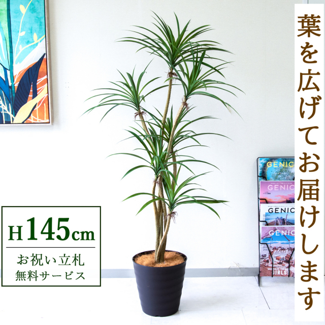 【すぐ飾れる】 フェイクグリーン ユッカ 145cm  鉢付き / 法人・開店祝い 店舗・オフィス装飾 空間演出 立札無料・造花/PG296-M27DB
