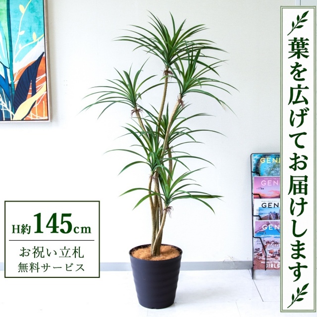 【すぐ飾れる】 フェイクグリーン ユッカ H約145cm 鉢付き / 法人・開店祝い 店舗・オフィス装飾 空間演出 立札無料・造花/PG296-M27DB