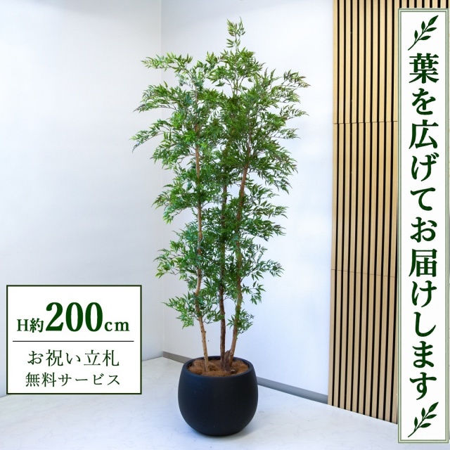【すぐ飾れる】 フェイクグリーン タイワンモミジ H約200cm 大型 鉢付き / 法人・開店祝い 店舗・オフィス装飾 空間演出 立札無料・造花/PG300-D42BK