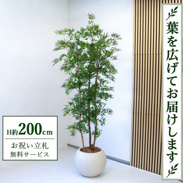 【すぐ飾れる】 フェイクグリーン タイワンモミジ H約200cm 大型 鉢付き / 法人・開店祝い 店舗・オフィス装飾 空間演出 立札無料・造花/PG300-ROM43IV