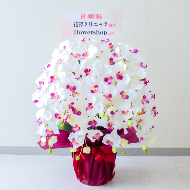 胡蝶蘭ガレージセール問い合わせ 大輪胡蝶蘭 白 2本立ち 20輪以上（つぼみ含む） | 種類から選ぶ