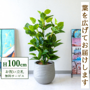 フェイクグリーン(人工観葉植物)|祝い花屋 by PP-SHOP | 開店・開業
