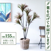 フェイクグリーン(人工観葉植物)/ユッカ・ドラセナ|祝い花屋 by PP 