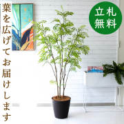 人工観葉植物 約150cm 緑色葉 光触媒 光の楽園 ウッドボックストネリコミックス1.8