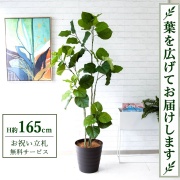 フェイクグリーン(人工観葉植物)/シェフレラ・ウンベラータ|祝い花屋