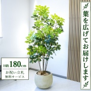 フェイクグリーン(人工観葉植物)/シェフレラ・ウンベラータ|祝い花屋