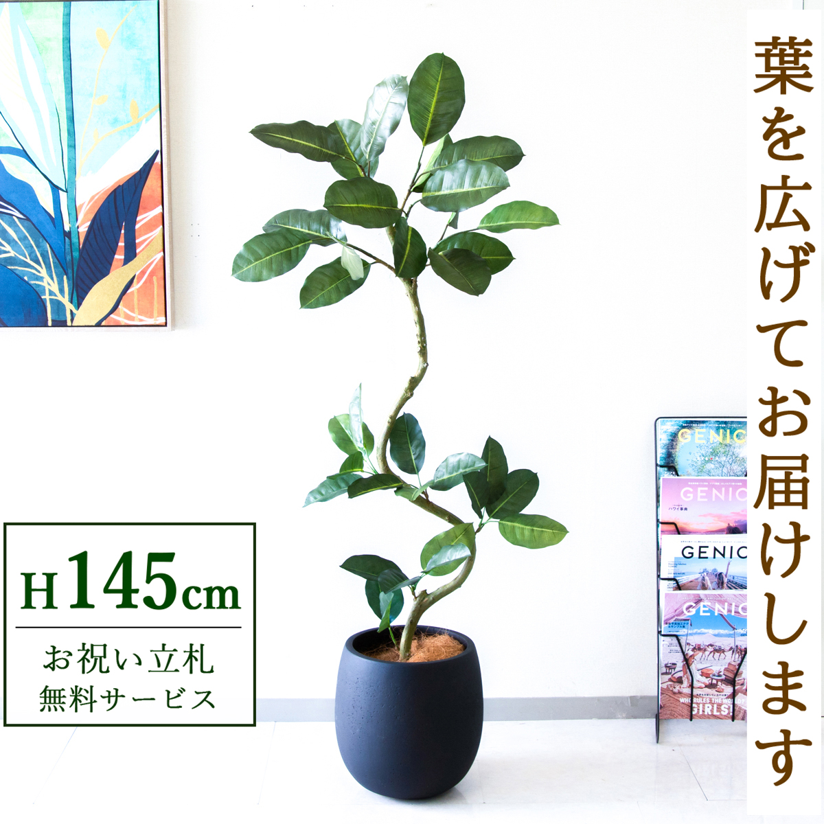 【すぐ飾れる】 フェイクグリーン フィカス ゴムの木 145cm  鉢付き / 法人・開店祝い 店舗・オフィス装飾 空間演出 立札無料・造花/PG1003-BAL30BK
