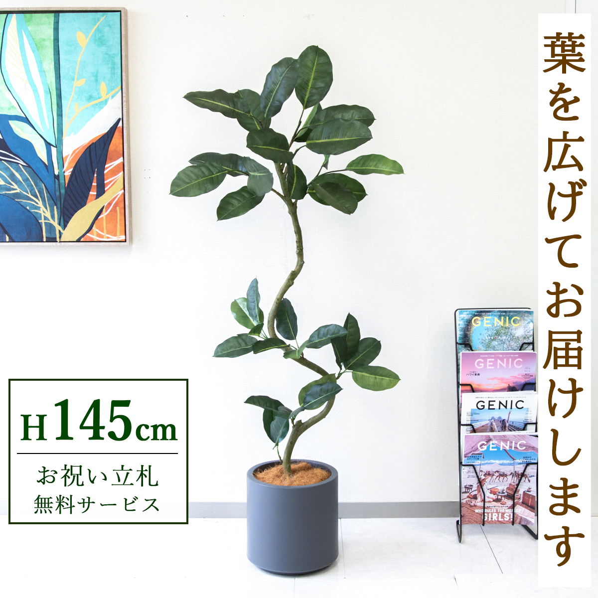 【すぐ飾れる】 フェイクグリーン フィカス ゴムの木 145cm  鉢付き / 法人・開店祝い 店舗・オフィス装飾 空間演出 立札無料・造花/PG1003-FZO27GY