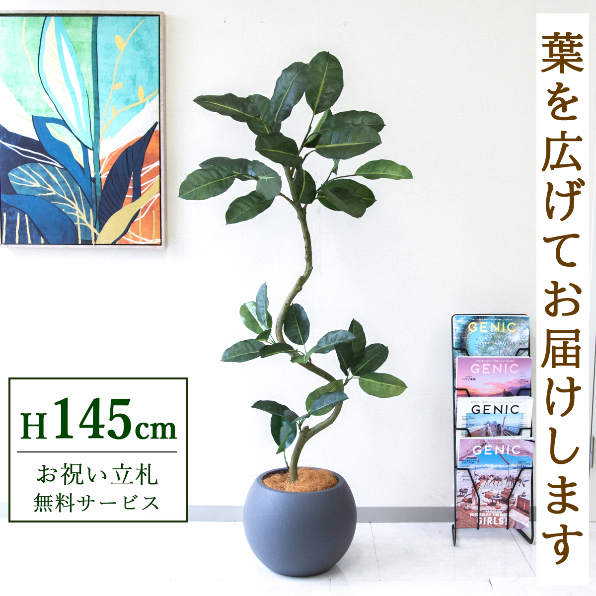 【すぐ飾れる】 フェイクグリーン フィカス ゴムの木 145cm  鉢付き / 法人・開店祝い 店舗・オフィス装飾 空間演出 立札無料・造花/PG1003-ROM32GY