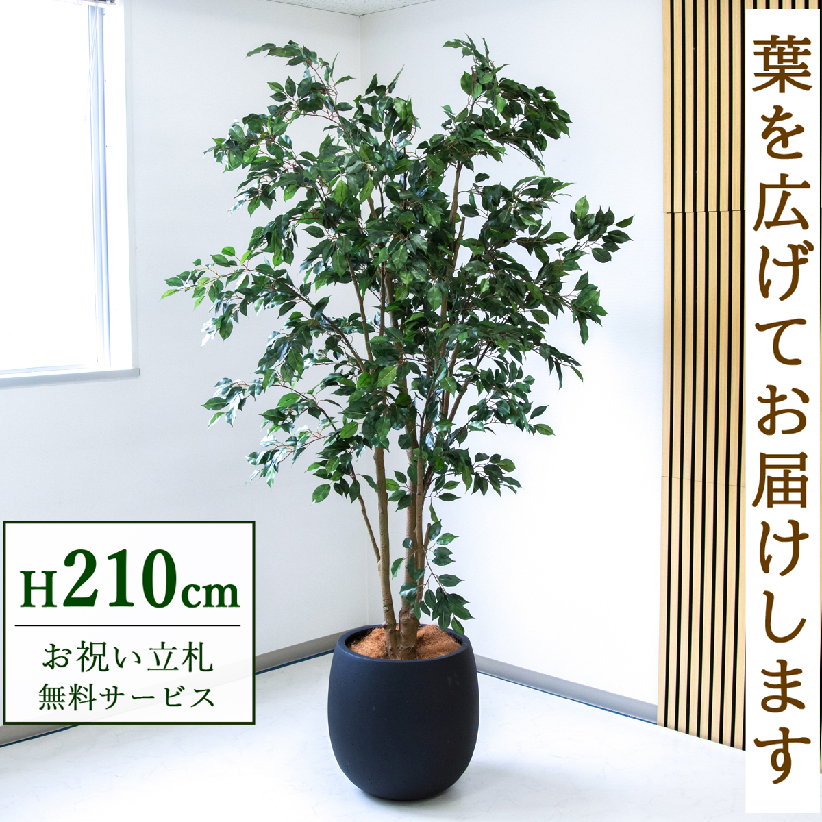 【すぐ飾れる】 フェイクグリーン フィカス ベンジャミン 210cm  鉢付き / 法人・開店祝い 店舗・オフィス装飾 空間演出 立札無料・造花/PG1005-BAL42BK