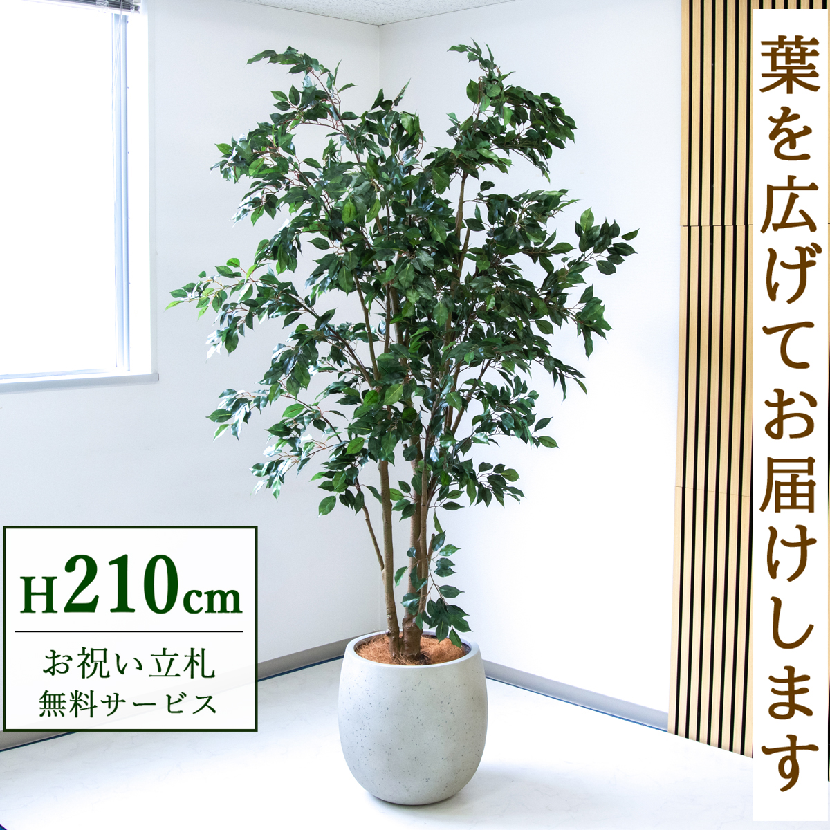 【すぐ飾れる】 フェイクグリーン フィカス ベンジャミン 210cm  鉢付き / 法人・開店祝い 店舗・オフィス装飾 空間演出 立札無料・造花/PG1005-BAL42IV