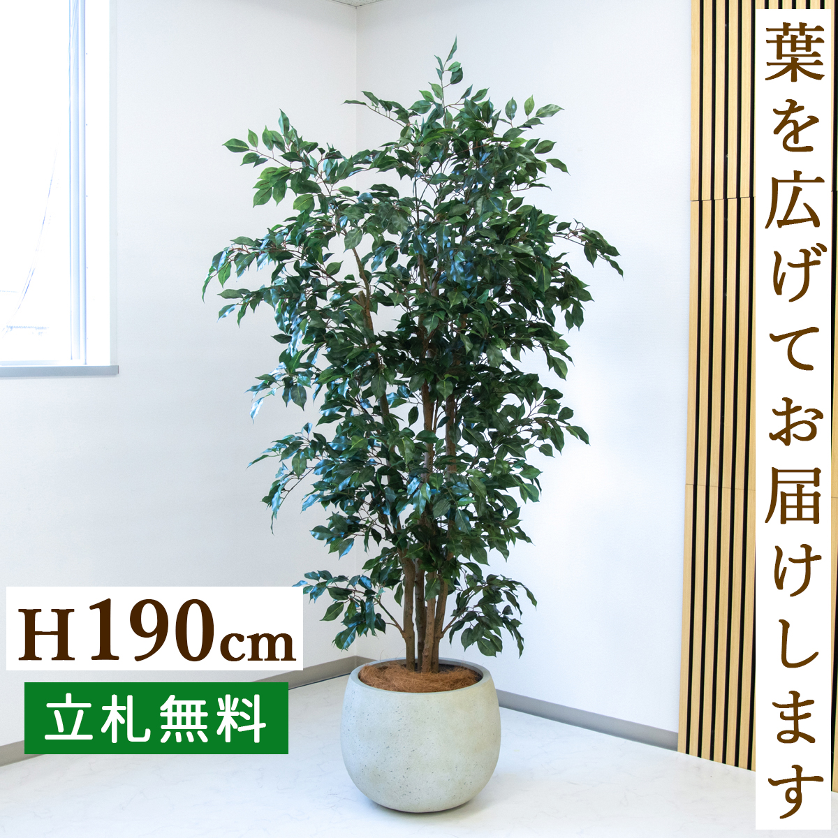 【すぐ飾れる】 フェイクグリーン フィカス ベンジャミン 190cm  大型 鉢付き / 法人・開店祝い 店舗・オフィス装飾 空間演出 立札無料・造花/PG1006-D42IV