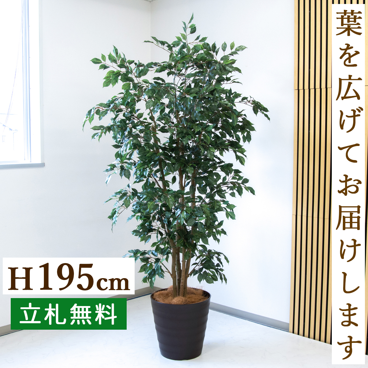 【すぐ飾れる】 フェイクグリーン フィカス ベンジャミン 195cm  大型 鉢付き / 法人・開店祝い 店舗・オフィス装飾 空間演出 立札無料・造花/PG1006-M36DB