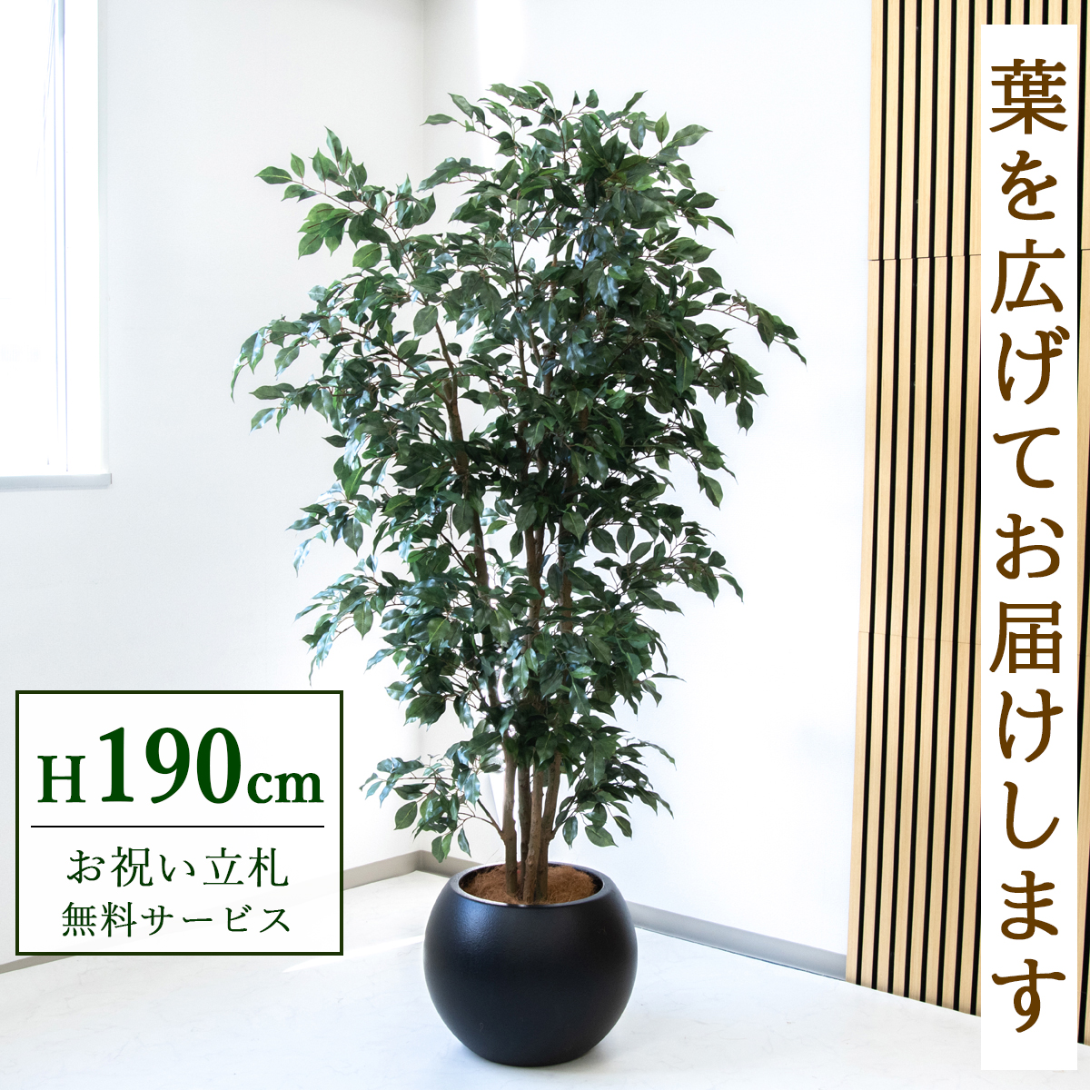 【すぐ飾れる】 フェイクグリーン フィカス ベンジャミン 190cm  大型 鉢付き / 法人・開店祝い 店舗・オフィス装飾 空間演出 立札無料・造花/PG1006-ROM43BK