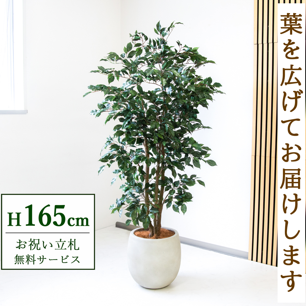 【すぐ飾れる】 フェイクグリーン フィカス ベンジャミン 165cm  鉢付き / 法人・開店祝い 店舗・オフィス装飾 空間演出 立札無料・造花/PG1007-BAL35IV
