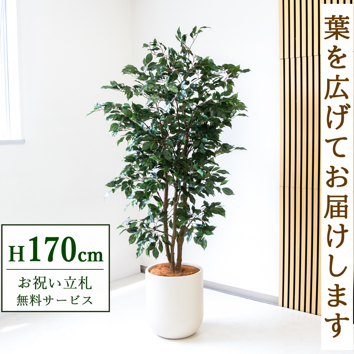 【すぐ飾れる】 フェイクグリーン フィカス ベンジャミン 170cm  大型 鉢付き / 法人・開店祝い 店舗・オフィス装飾 空間演出 立札無料・造花/PG1007-CHC33IV