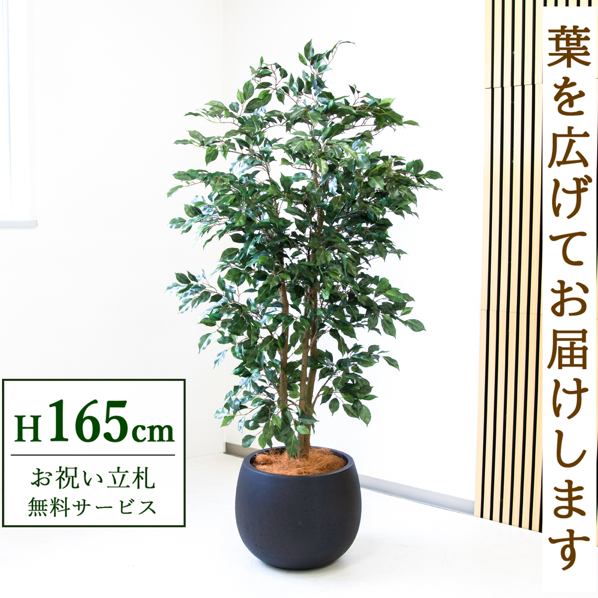 【すぐ飾れる】 フェイクグリーン フィカス ベンジャミン 165cm  鉢付き / 法人・開店祝い 店舗・オフィス装飾 空間演出 立札無料・造花/PG1007-D42BK