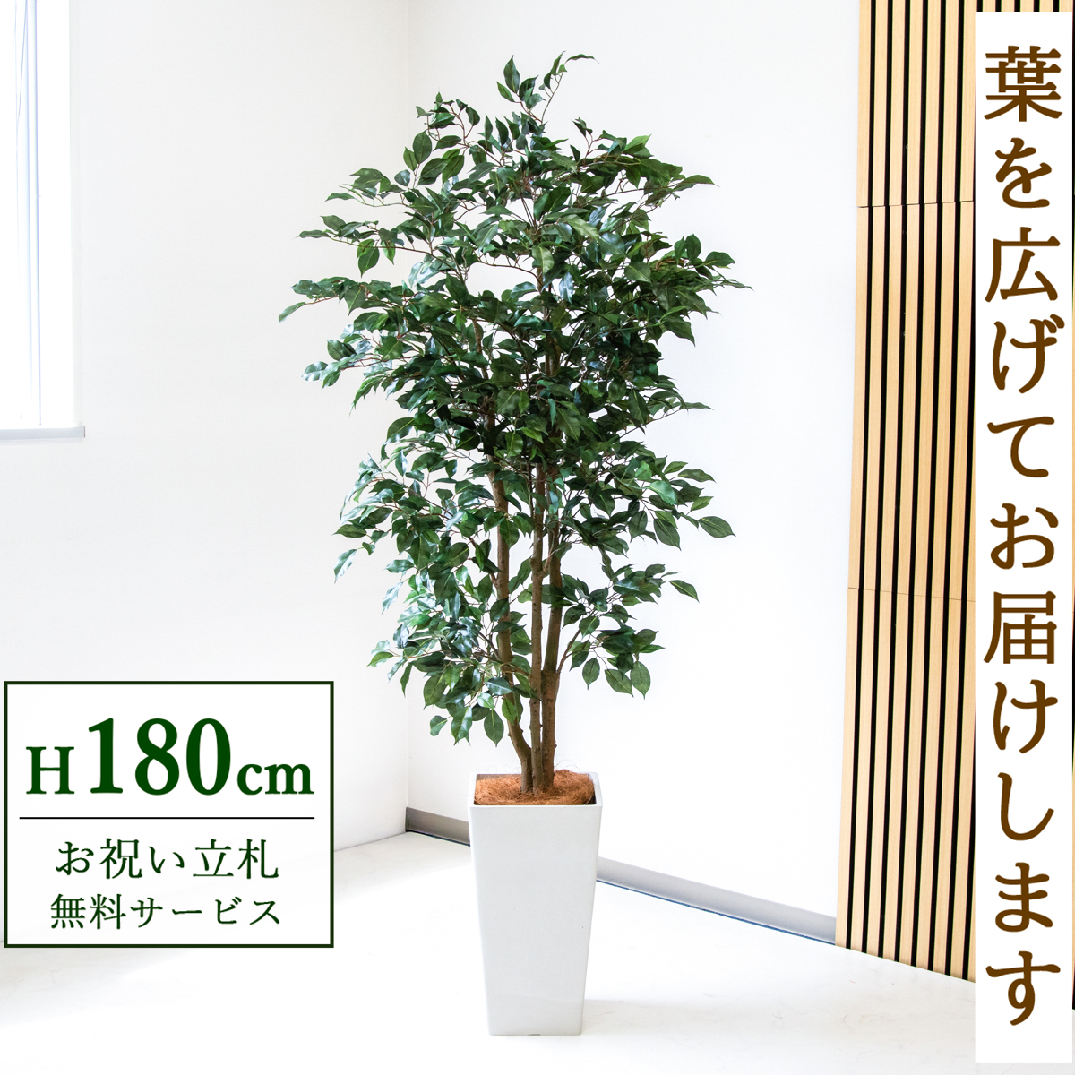 【すぐ飾れる】 フェイクグリーン フィカス ベンジャミン 180cm  大型 鉢付き / 法人・開店祝い 店舗・オフィス装飾 空間演出 立札無料・造花/PG1007-Q25WH