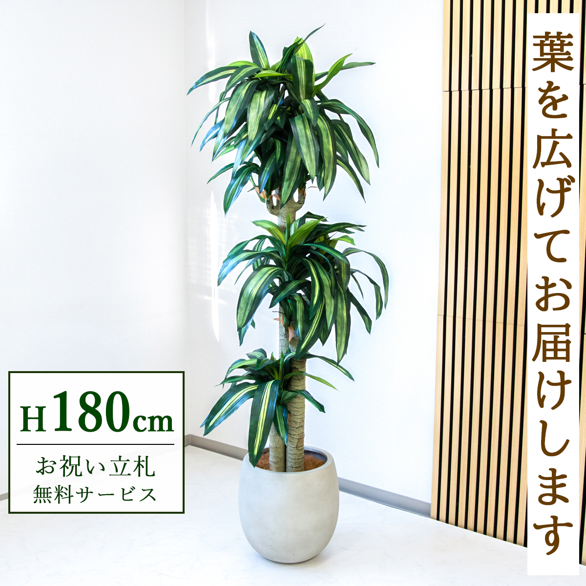 【すぐ飾れる】 フェイクグリーン 幸福の木 ドラセナ マッサンゲアナ 180cm  大型 鉢付き / 法人・開店祝い 店舗・オフィス装飾 空間演出 立札無料・造花/PG1011-BAL35IV