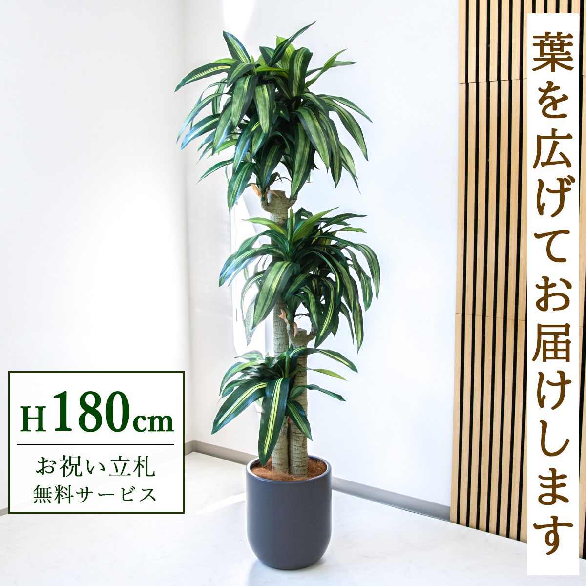 【すぐ飾れる】 フェイクグリーン 幸福の木 ドラセナ マッサンゲアナ 180cm  大型 鉢付き / 法人・開店祝い 店舗・オフィス装飾 空間演出 立札無料・造花/PG1011-CHC29GY