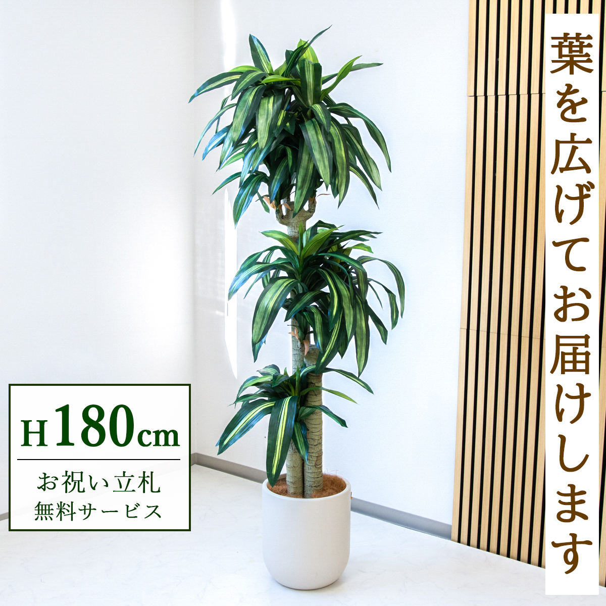 【すぐ飾れる】 フェイクグリーン 幸福の木 ドラセナ マッサンゲアナ 180cm  大型 鉢付き / 法人・開店祝い 店舗・オフィス装飾 空間演出 立札無料・造花/PG1011-CHC29IV