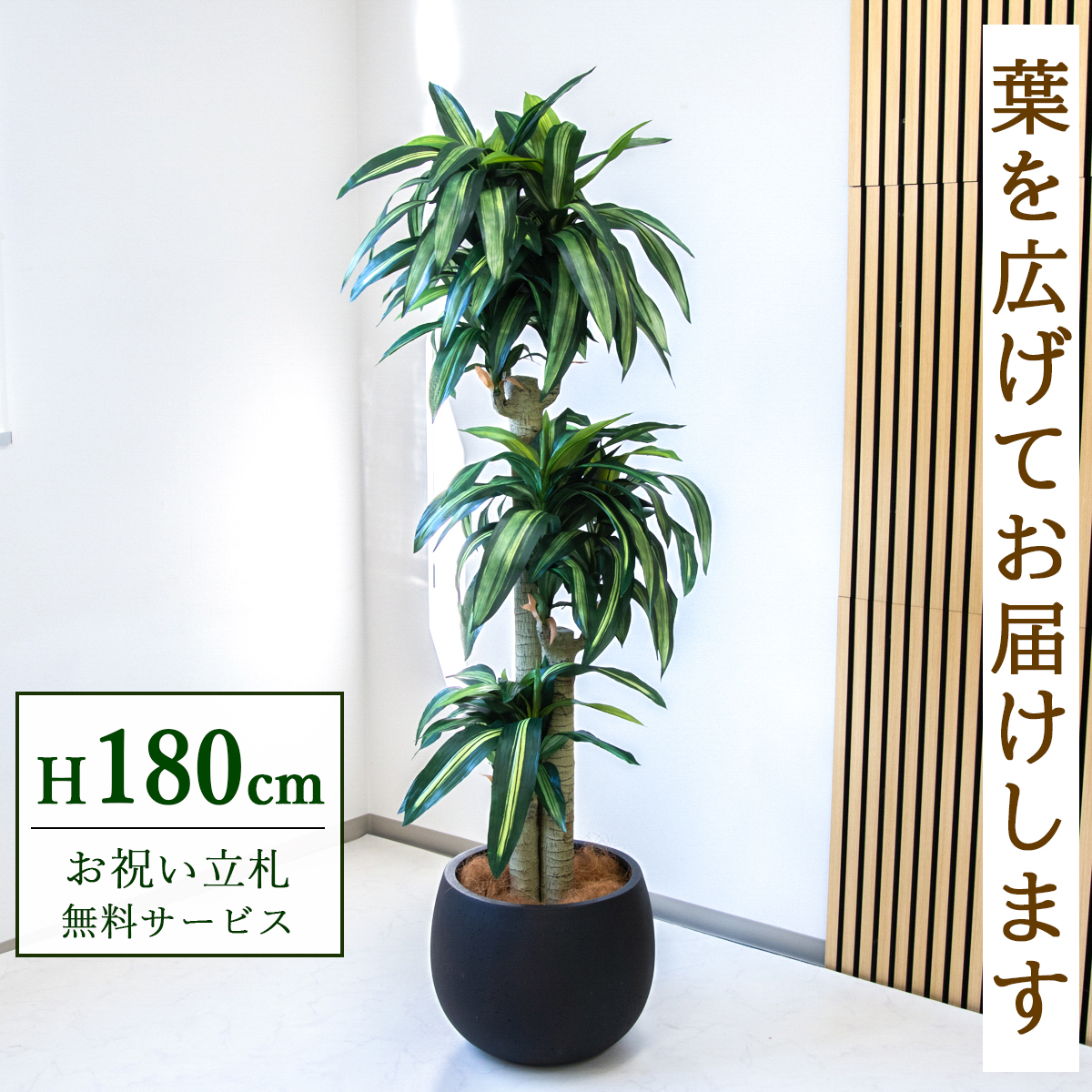 【すぐ飾れる】 フェイクグリーン 幸福の木 ドラセナ マッサンゲアナ 180cm  大型 鉢付き / 法人・開店祝い 店舗・オフィス装飾 空間演出 立札無料・造花/PG1011-D42BK