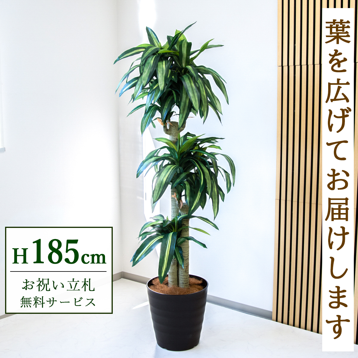 【すぐ飾れる】 フェイクグリーン 幸福の木 ドラセナ マッサンゲアナ 185cm  大型 鉢付き / 法人・開店祝い 店舗・オフィス装飾 空間演出 立札無料・造花/PG1011-M36DB