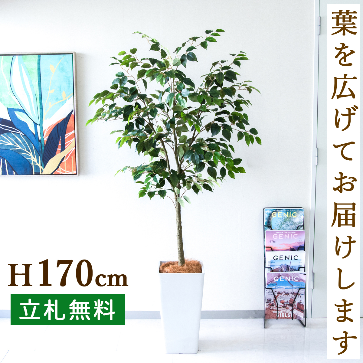 【すぐ飾れる】 フェイクグリーン フィカス ベンジャミン 170cm  大型 鉢付き / 法人・開店祝い 店舗・オフィス装飾 空間演出 立札無料・造花/PG1012-Q25WH