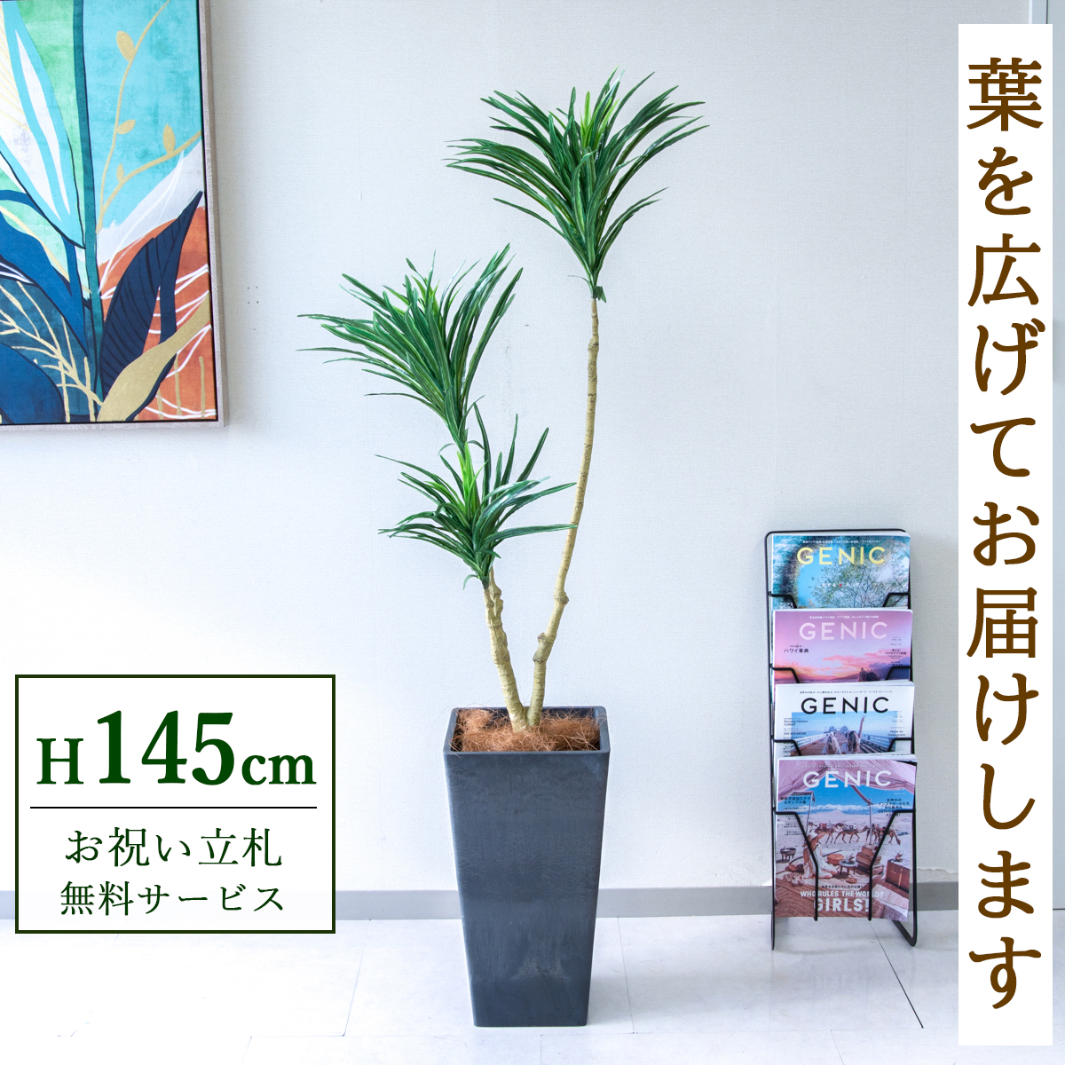 【すぐ飾れる】 フェイクグリーン ドラセナ 145cm 鉢付き / 法人・開店祝い 店舗・オフィス装飾 空間演出 立札無料・造花/PG173-Q25BK