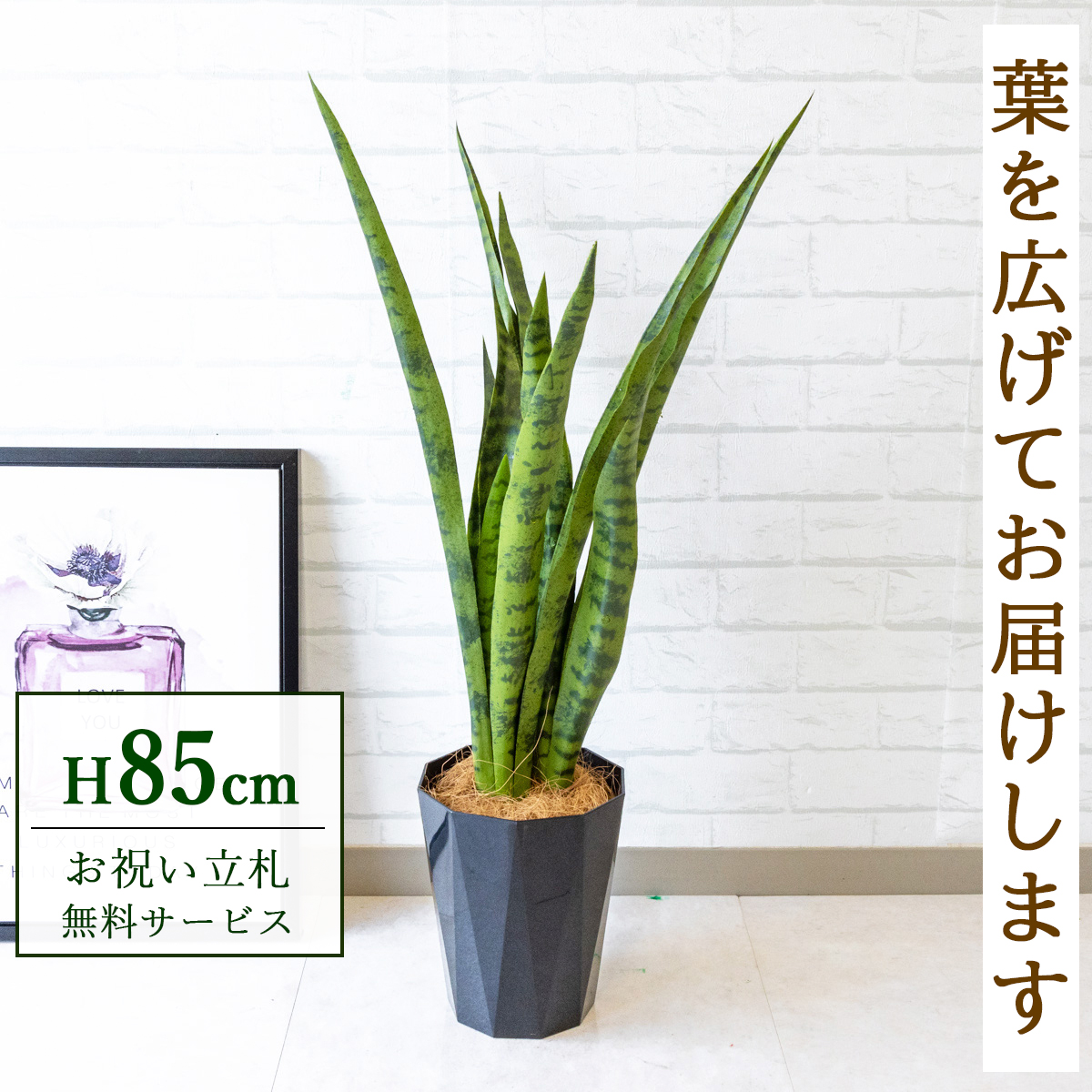 【すぐ飾れる】 フェイクグリーン サンセベリア(グリーン) 85cm 鉢付き / 法人・開店祝い 店舗・オフィス装飾 空間演出 立札無料・造花/PG199-C180BK