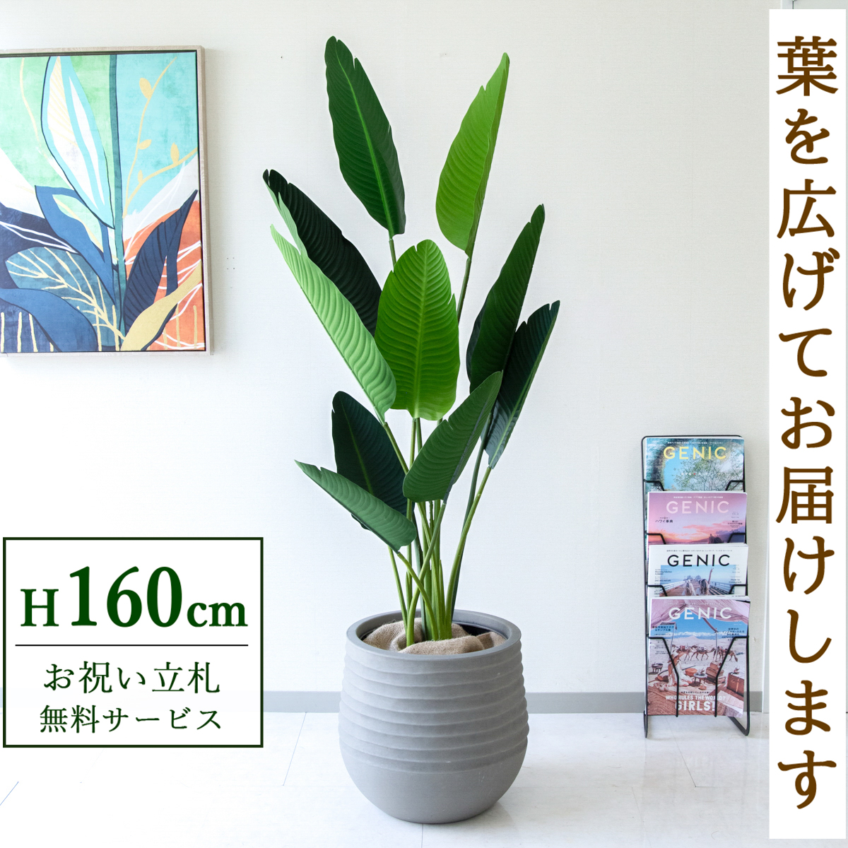 【すぐ飾れる】 フェイクグリーン オーガスタ 160cm  鉢付き / 法人・開店祝い 店舗・オフィス装飾 空間演出 立札無料・造花/PG208-J40