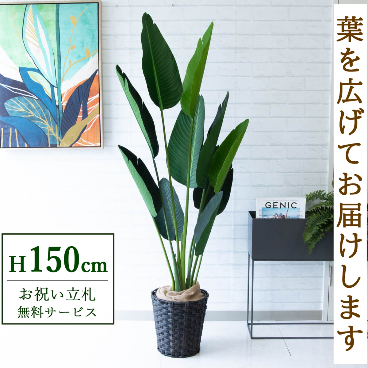 【すぐ飾れる】 フェイクグリーン オーガスタ 150cm 鉢付き / 法人・開店祝い 店舗・オフィス装飾 空間演出 立札無料・造花/PG208-MEL26DB