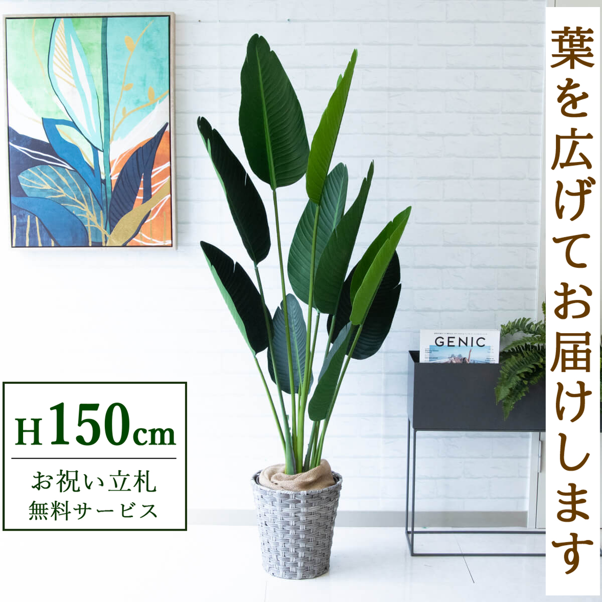 【すぐ飾れる】 フェイクグリーン オーガスタ 150cm 鉢付き / 法人・開店祝い 店舗・オフィス装飾 空間演出 立札無料・造花/PG208-MEL26GY