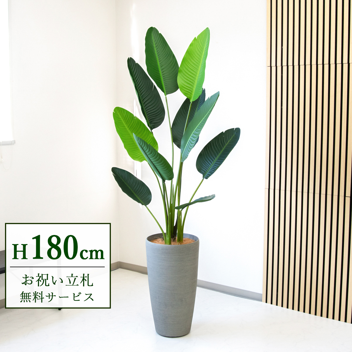 【すぐ飾れる】 フェイクグリーン オーガスタ 180cm  大型 鉢付き / 法人・開店祝い 店舗・オフィス装飾 空間演出 立札無料・造花/PG208-ZAG32GY