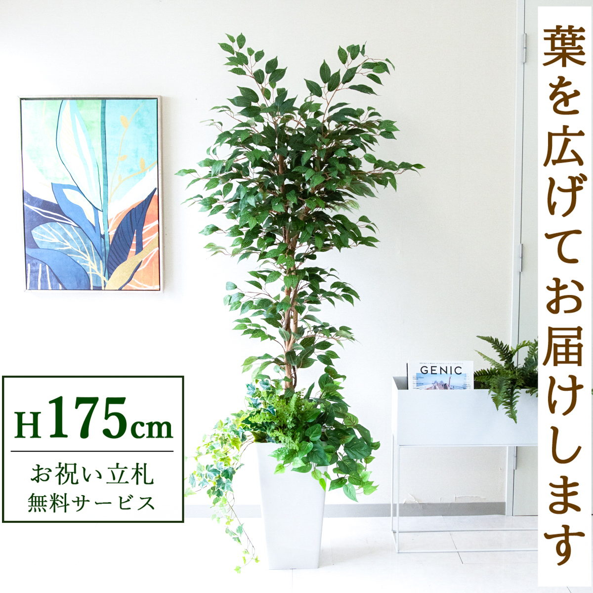 【すぐ飾れる】 フェイクグリーン フィカス ベンジャミン 175cm 大型 鉢付き / 法人・開店祝い 店舗・オフィス装飾 空間演出 立札無料・造花/PG245-Q25WH-UG1