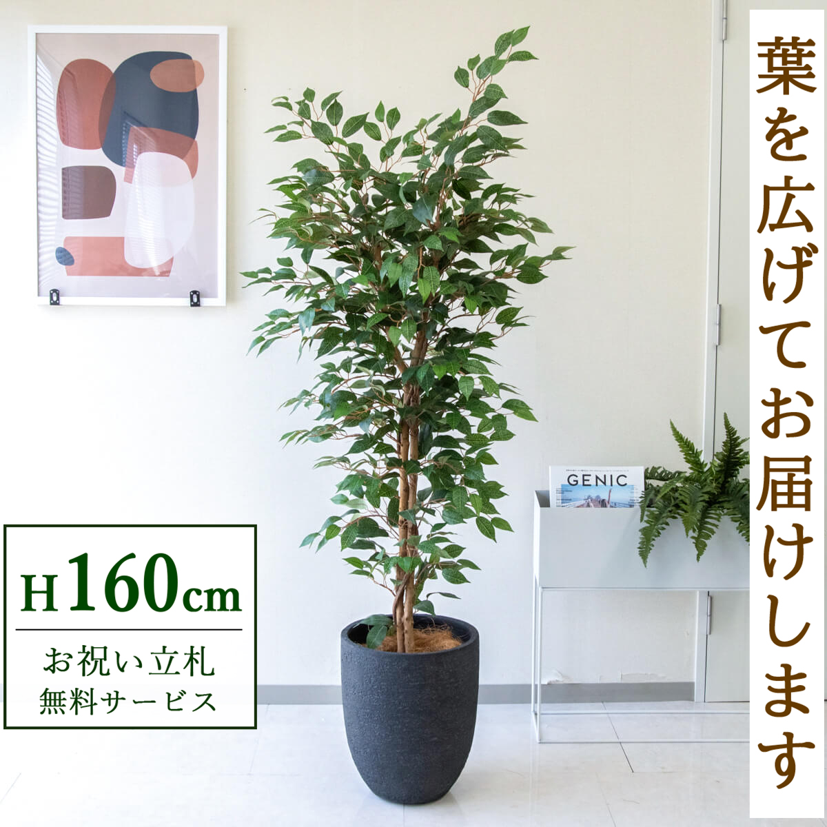 【すぐ飾れる】 フェイクグリーン フィカス ベンジャミン 160cm 鉢付き / 法人・開店祝い 店舗・オフィス装飾 空間演出 立札無料・造花/PG245-SFO31BM