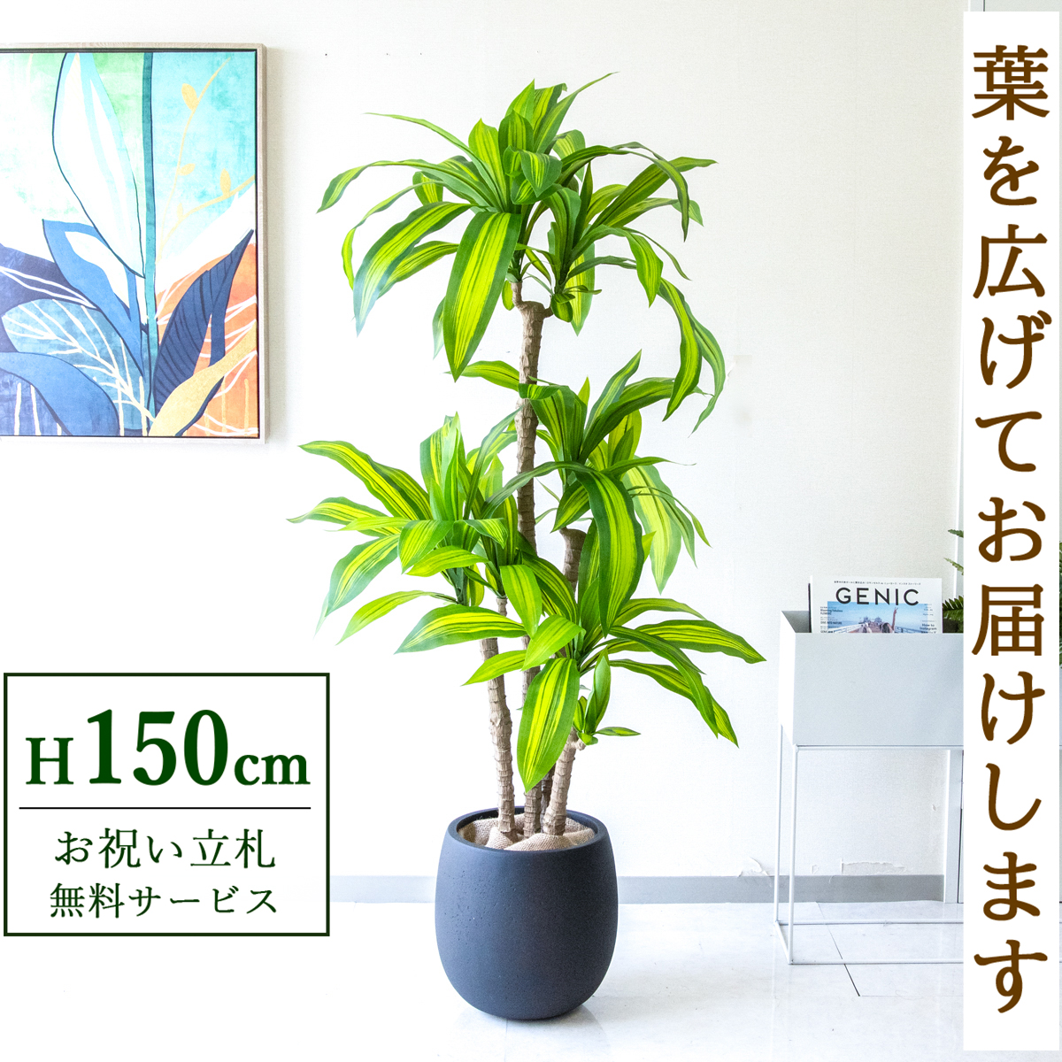 【すぐ飾れる】 フェイクグリーン 幸福の木 ドラセナ マッサンゲアナ 150cm  鉢付き / 法人・開店祝い 店舗・オフィス装飾 空間演出 立札無料・造花/PG260-BAL30BK