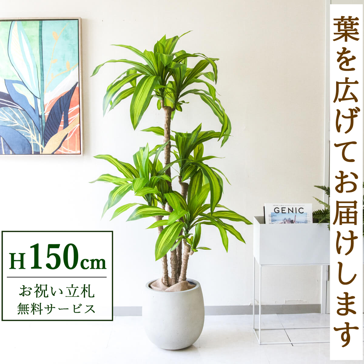 【すぐ飾れる】 フェイクグリーン 幸福の木 ドラセナ マッサンゲアナ 150cm  鉢付き / 法人・開店祝い 店舗・オフィス装飾 空間演出 立札無料・造花/PG260-BAL30IV