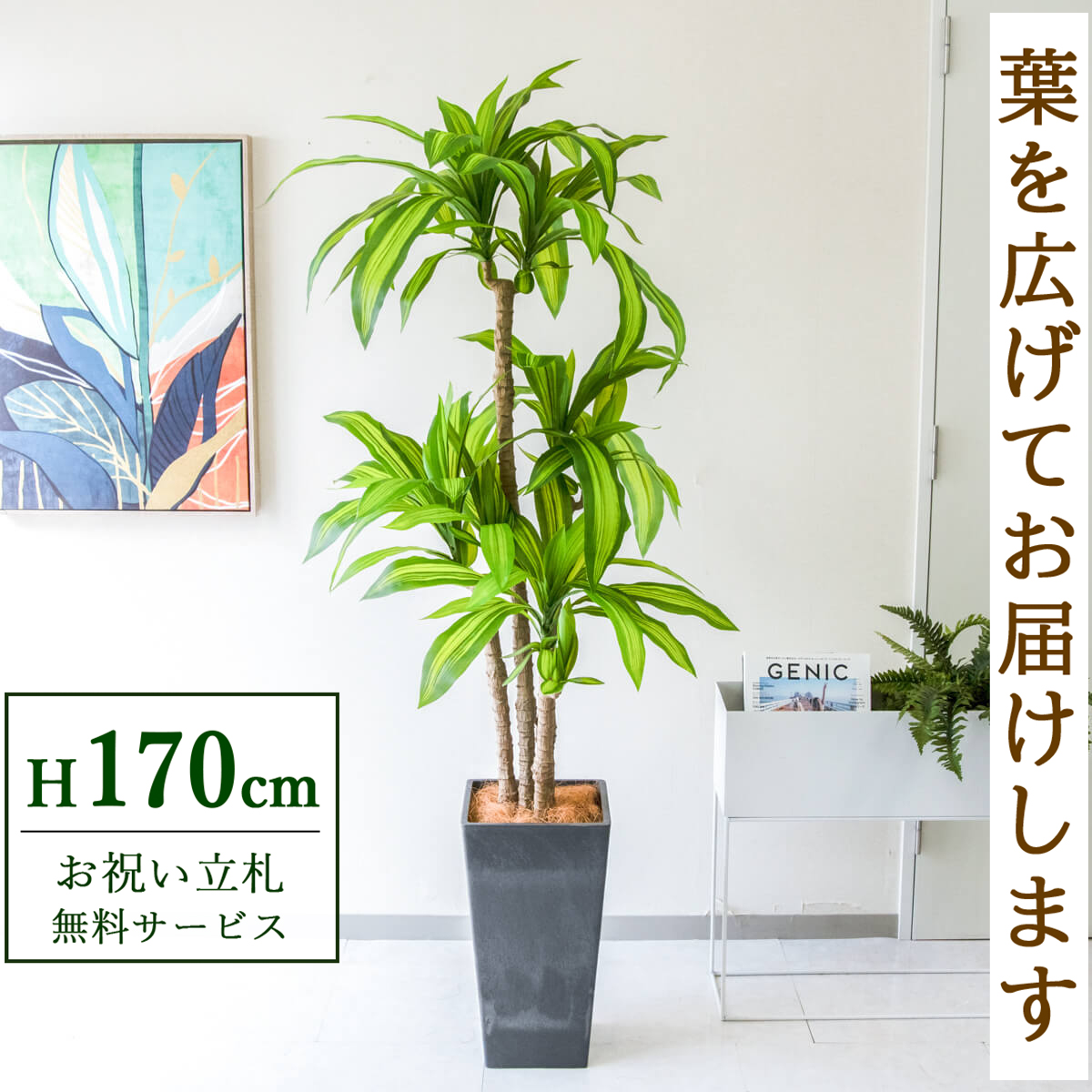 【すぐ飾れる】 フェイクグリーン 幸福の木 ドラセナ マッサンゲアナ 170cm  大型 鉢付き / 法人・開店祝い 店舗・オフィス装飾 空間演出 立札無料・造花/PG260-Q25BK