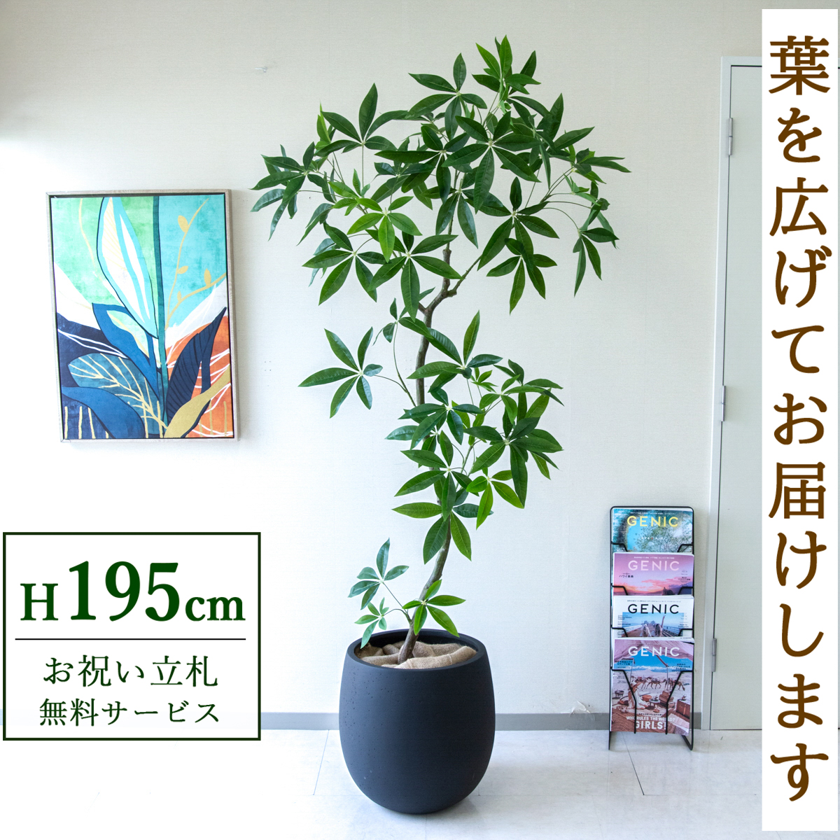 【すぐ飾れる】 フェイクグリーン パキラ 195cm  大型 鉢付き / 法人・開店祝い 店舗・オフィス装飾 空間演出 立札無料・造花/PG263-BAL42BK