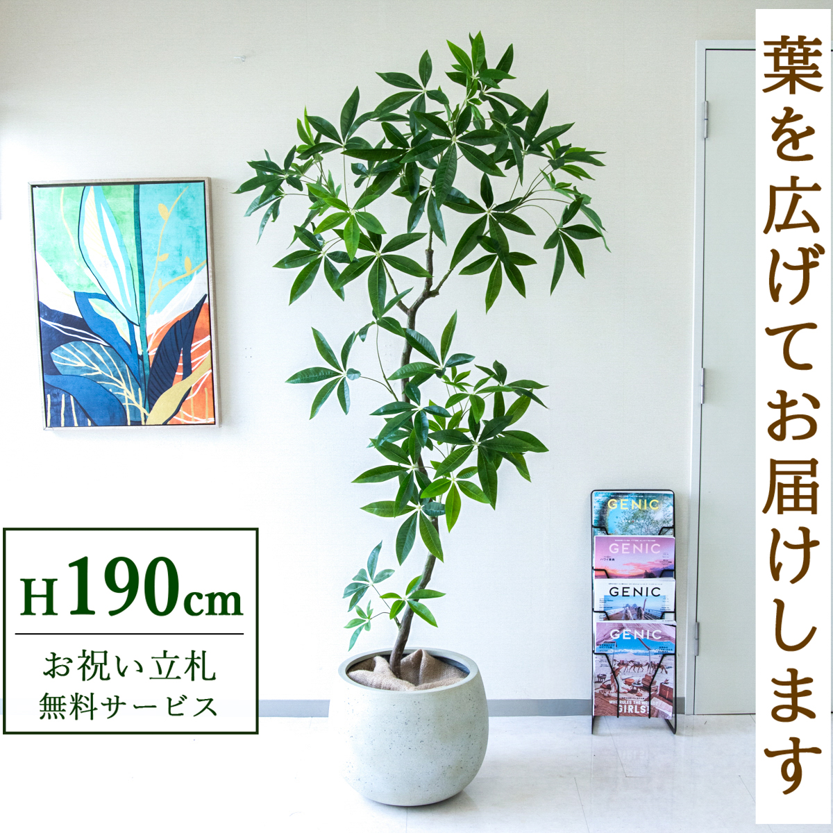 【すぐ飾れる】 フェイクグリーン パキラ 190cm  大型 鉢付き / 法人・開店祝い 店舗・オフィス装飾 空間演出 立札無料・造花/PG263-D42IV