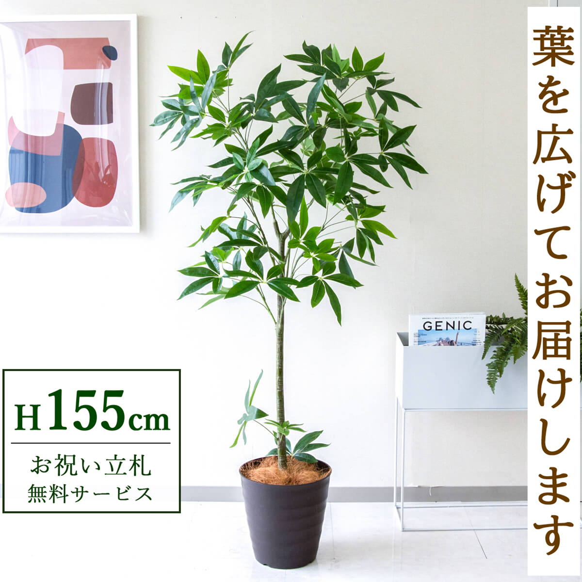 【すぐ飾れる】 フェイクグリーン パキラ 155cm  鉢付き / 法人・開店祝い 店舗・オフィス装飾 空間演出 立札無料・造花/PG265-M27DB