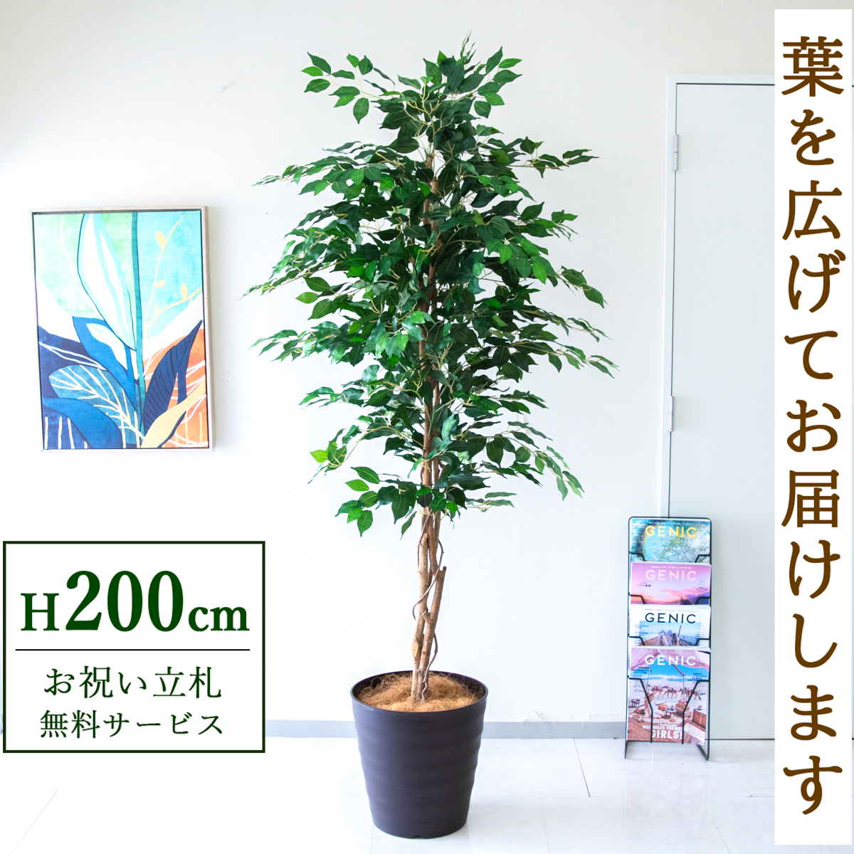 【すぐ飾れる】 フェイクグリーン フィカス ベンジャミン 200cm  大型 鉢付き / 法人・開店祝い 店舗・オフィス装飾 空間演出 立札無料・造花/PG278-M36DB