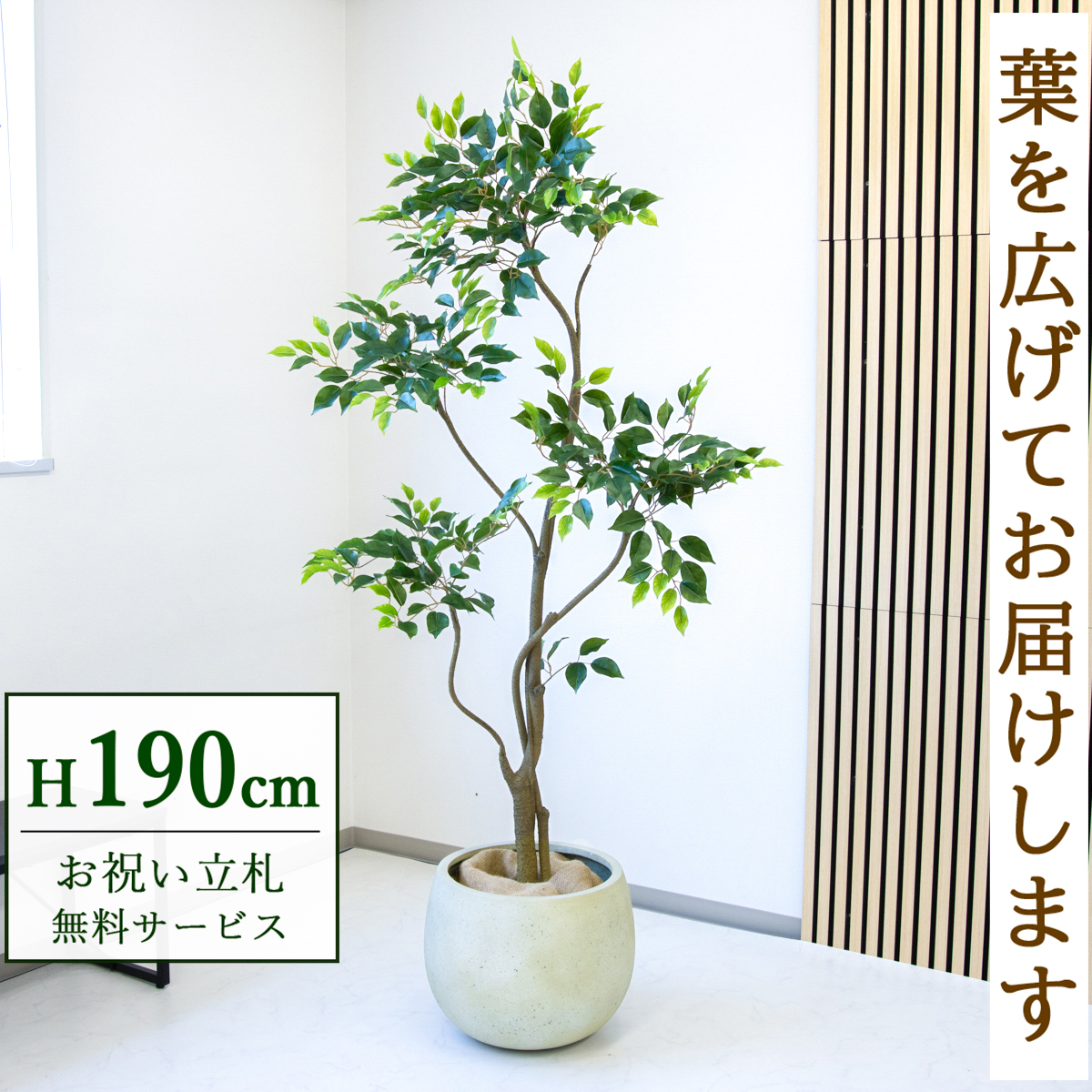 【すぐ飾れる】 フェイクグリーン フィカス ベンジャミン 190cm  大型 鉢付き / 法人・開店祝い 店舗・オフィス装飾 空間演出 立札無料・造花/PG284-D42IV