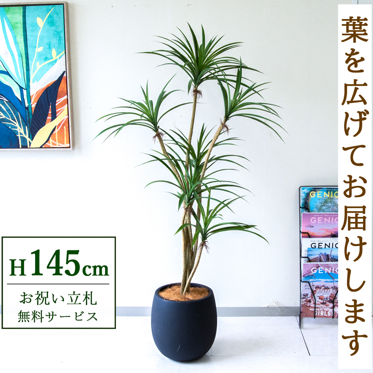 【すぐ飾れる】 フェイクグリーン ユッカ 145cm  鉢付き / 法人・開店祝い 店舗・オフィス装飾 空間演出 立札無料・造花/PG296-BAL30BK