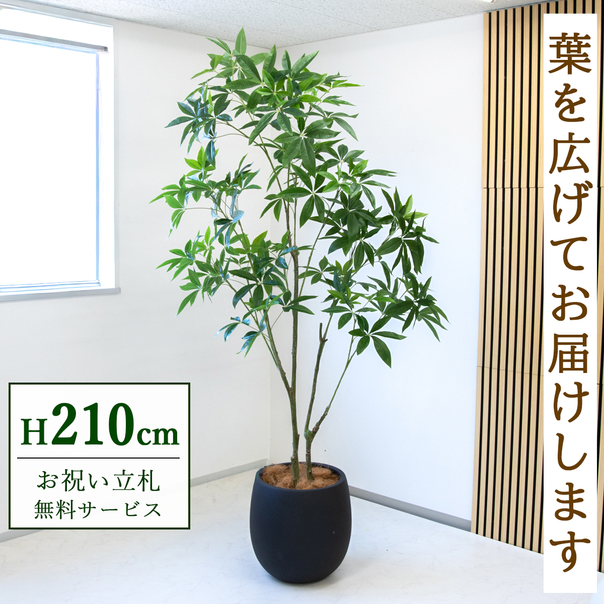 【すぐ飾れる】 フェイクグリーン パキラ 210cm  大型 鉢付き / 法人・開店祝い 店舗・オフィス装飾 空間演出 立札無料・造花/PG301-BAL42BK