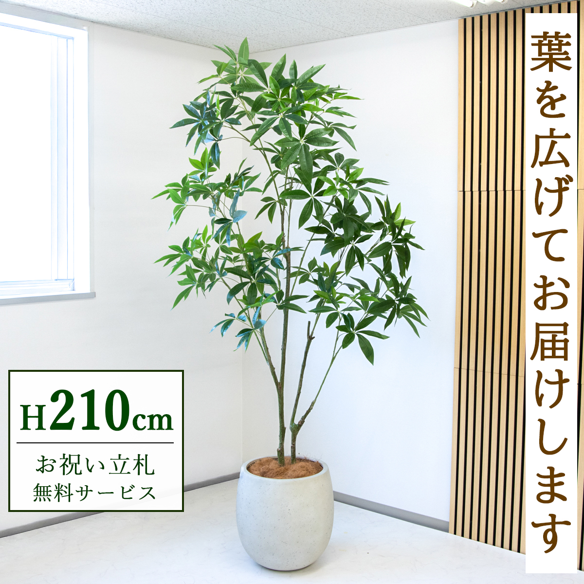 【すぐ飾れる】 フェイクグリーン パキラ 210cm  大型 鉢付き / 法人・開店祝い 店舗・オフィス装飾 空間演出 立札無料・造花/PG301-BAL42IV