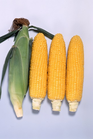 サカタゴールドラッシュ８６